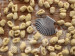 Gnocchibrett mit vielen grillten Gnocchi. In der Mitte liegt ein Küchenwerkzeug aus Edelstahl in Form einer Jakobsmuschel mit dem man die Gnocchi schneidet und die Rillen formt.