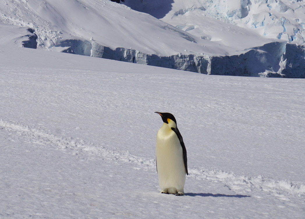 Un pinguino in Antartide. Foto: privata
