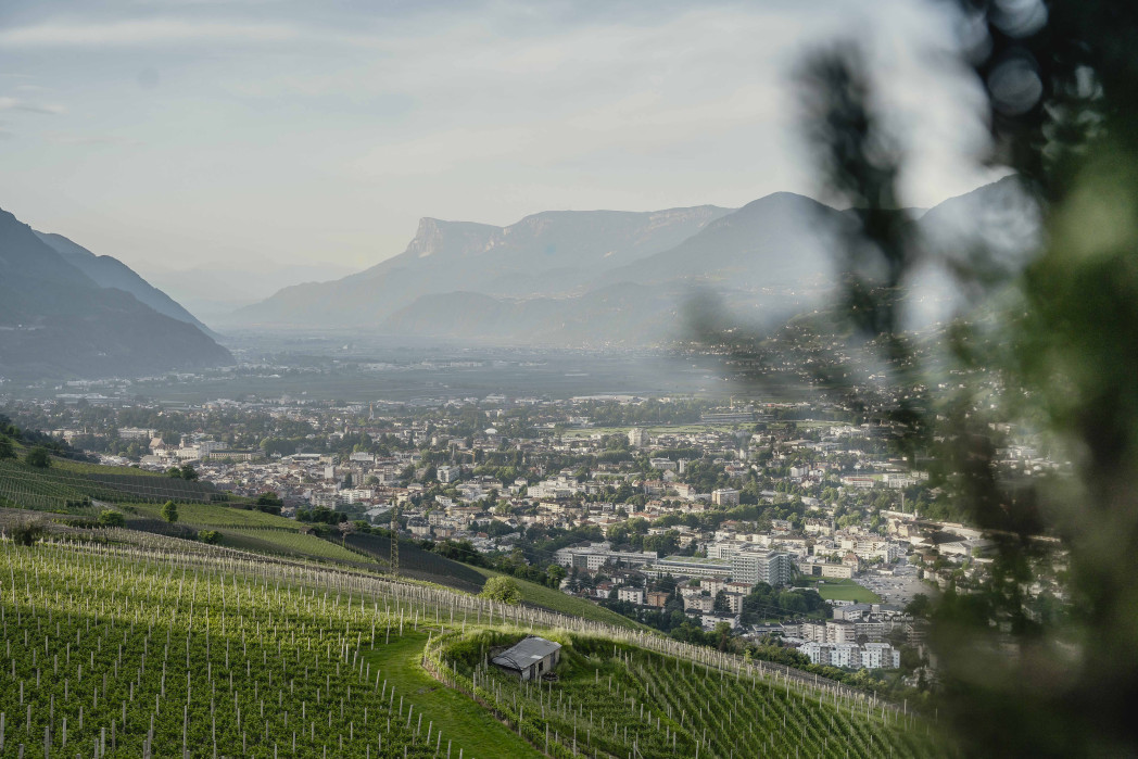 Bick auf Stadt von Weinberg aus mit Bergen im Hintergrund