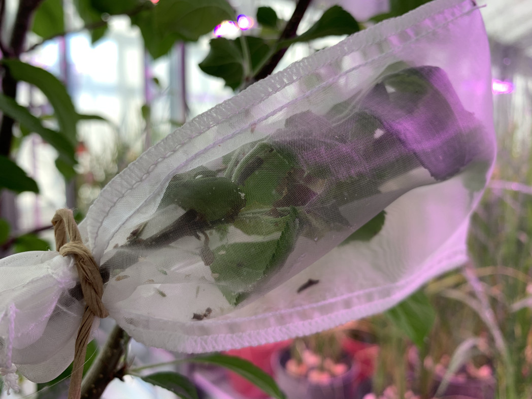 Zweig mit grünen Blättern in einem weißen Insektennetz im Gewächshaus.