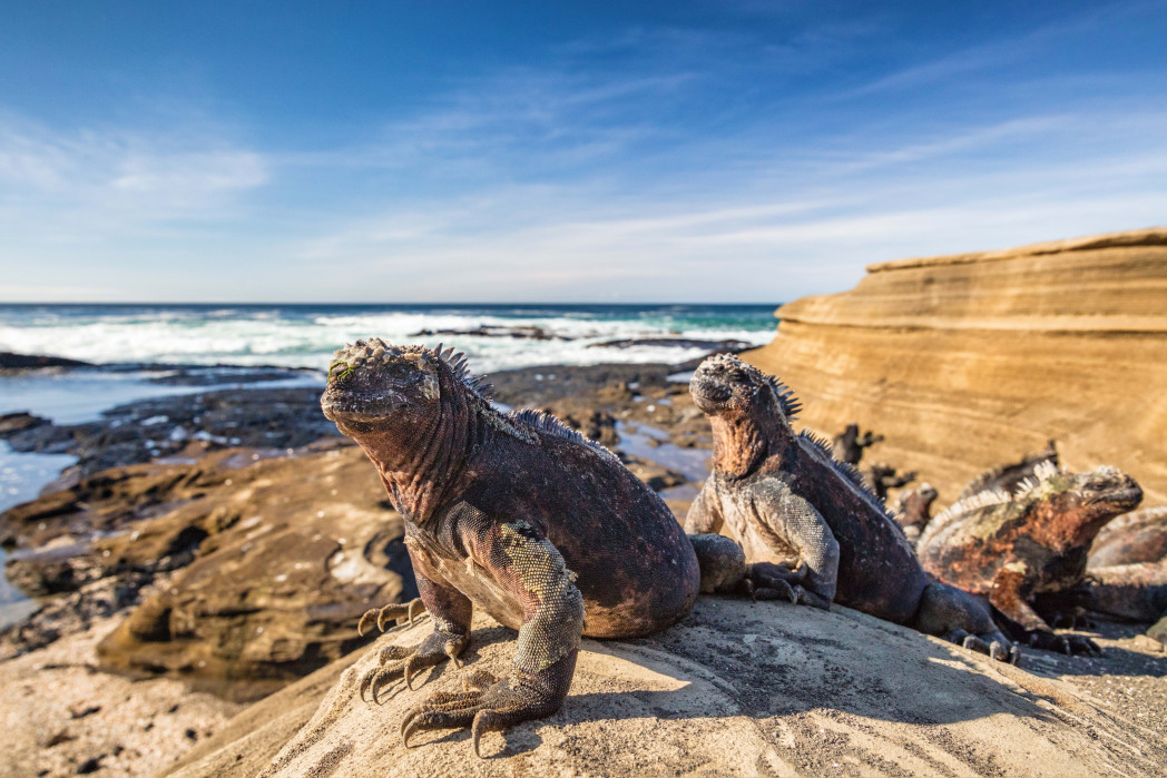 Iguane che si riscaldano al sole sull'isola di Santiago. Foto: Maridav (IStock)