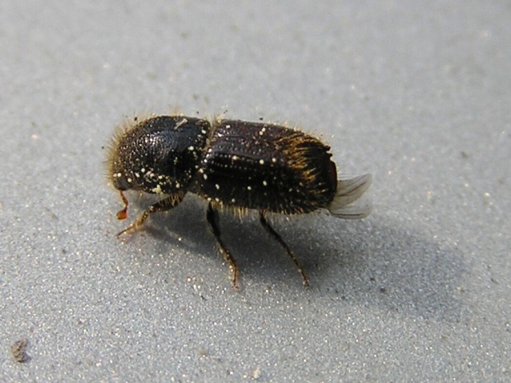 Nahaufnahme eines kleinen schwarzen Käfers auf einer hellen Oberfläche.