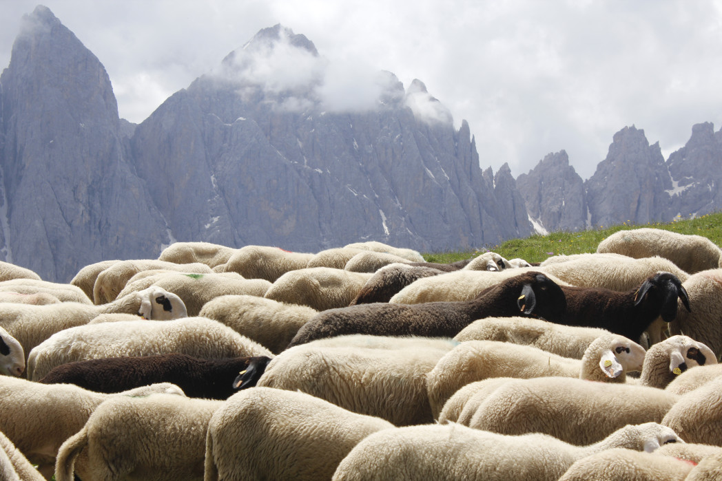 Eine dichte Schafherde auf einer Almwiese, im Hintergrund sind steile, wolkenverhangene Berggipfel.