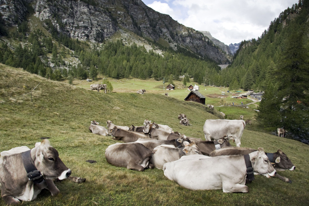 Kühe ruhen auf einer grünen Almwiese in einem bewaldeten Bergtal mit kleinen Hütten und felsigen Hängen.