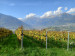 Vineyards in South Tyrol.