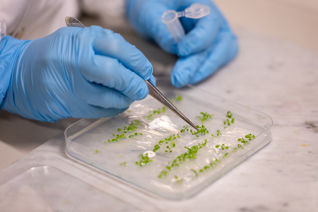 Piastra con piccole piantine.