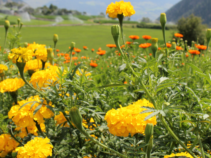 Alcune delle piante analizzate nel progetto NETTLE. 