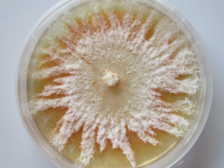 Eine Petrischale mit einer Pilzkultur.