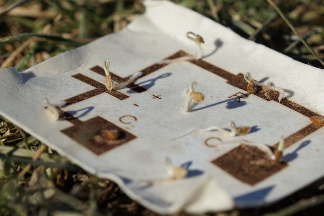 Primo piano di piccole piantine che germogliano da un foglio biodegradabile con piste conduttive marroni, posato sull’erba.